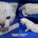 Bruno – Seal Lynx Point (Snow) Male Bengal Kitten
