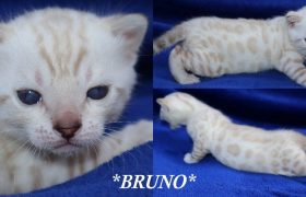 Bruno Snow 3 weeks