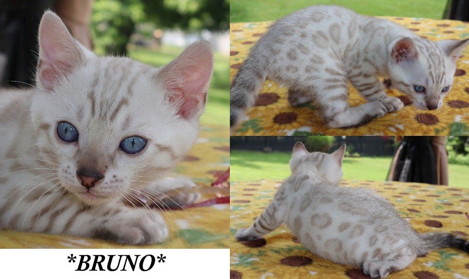 Bruno Snow 6 Weeks
