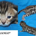 Django – Brown Rosetted Male Bengal Kitten