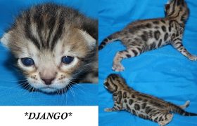 Django 2 Weeks