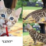 Leny – Brown Rosetted Female Bengal Kitten