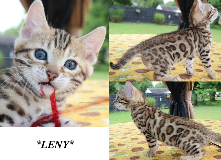 Leny 6 Weeks