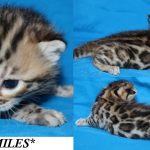 Miles – Brown Rosetted Male Bengal Kitten
