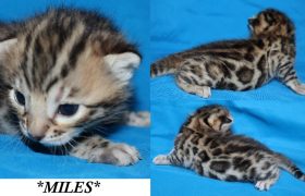 Miles 2 Weeks
