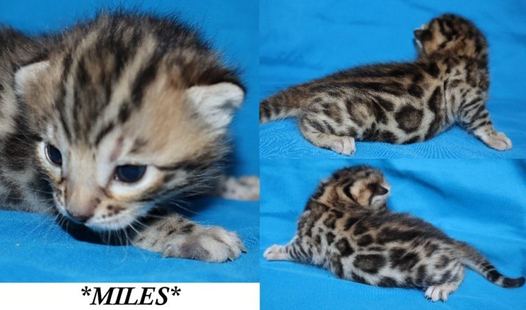Miles 2 Weeks