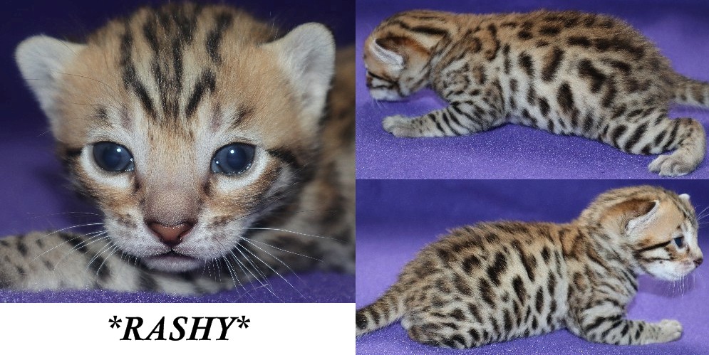 Rashy 3 Weeks