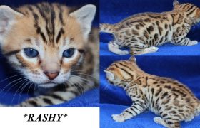 Rashy 3 Weeks