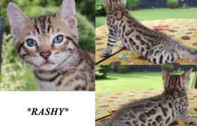 Rashy 6 Weeks