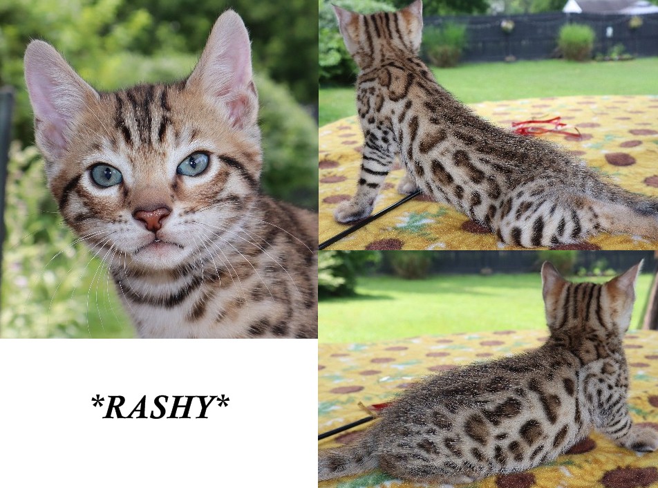 Rashy 6 Weeks