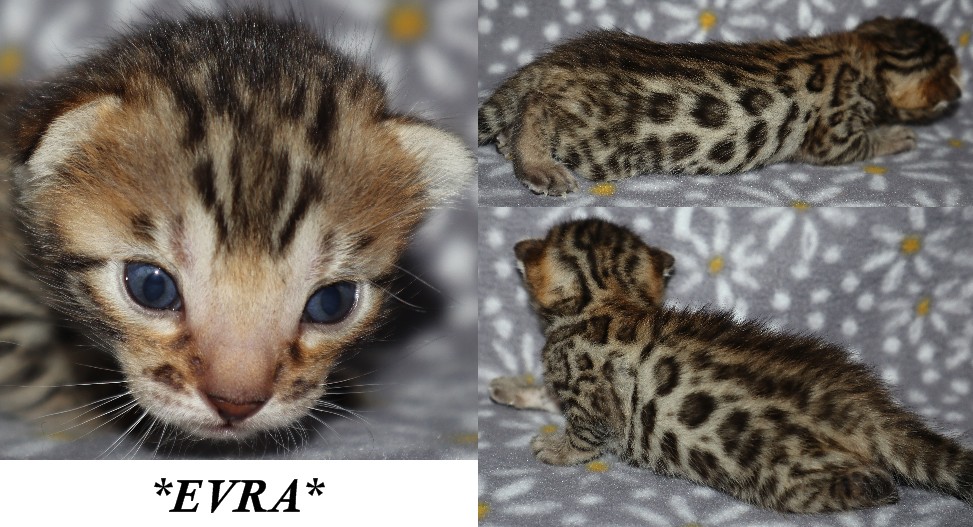 Evra 2 Weeks