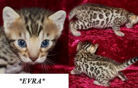 Evra 3 Weeks