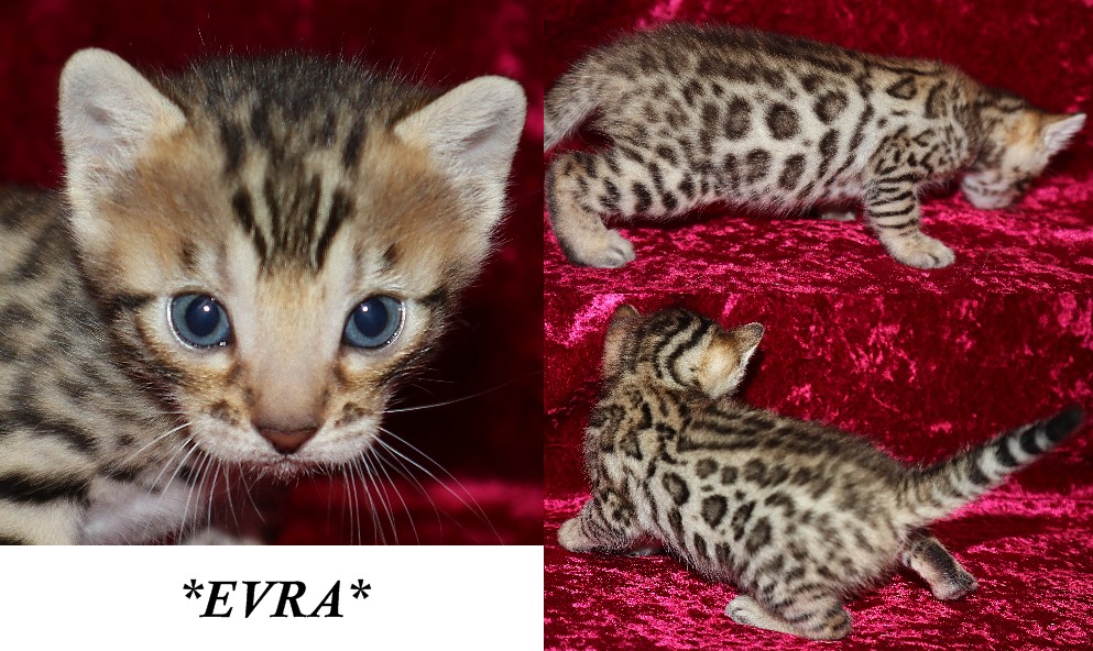 Evra 3 Weeks