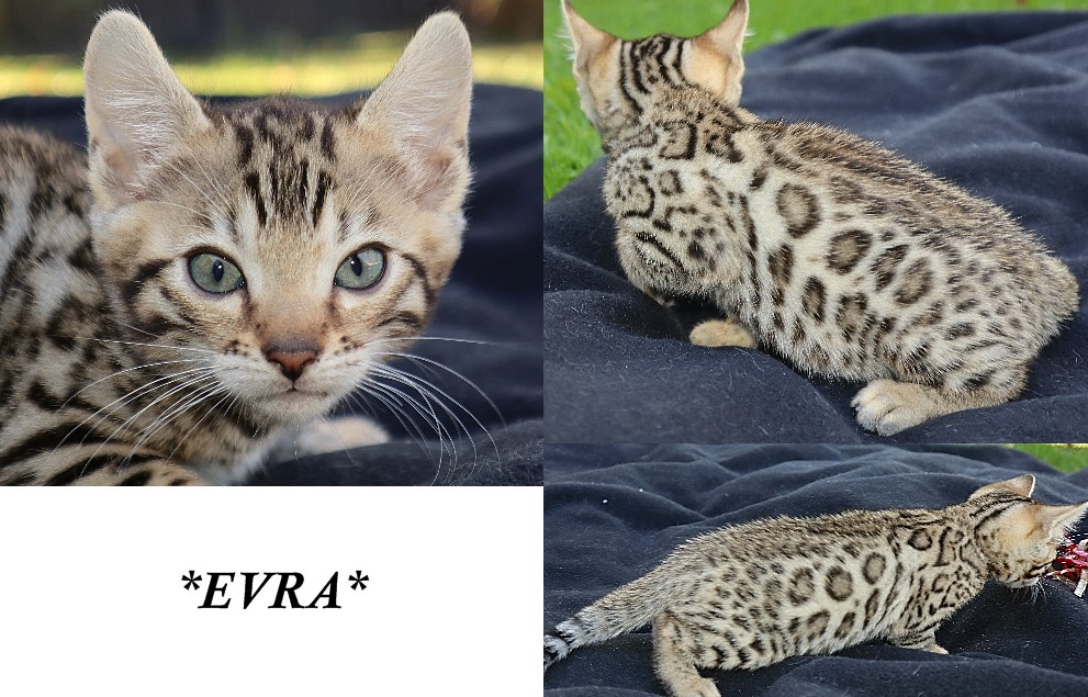 Evra 6 Weeks