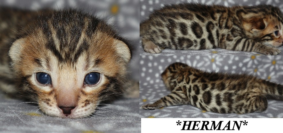 Herman 2 Weeks