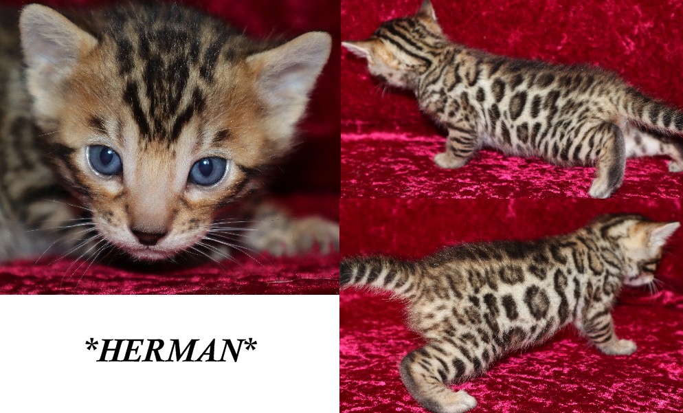 Herman 3 Weeks