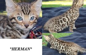 Herman 6 Weeks