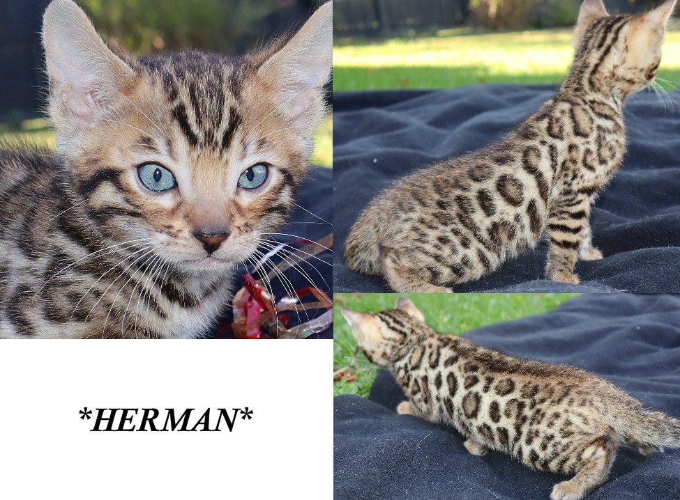 Herman 6 Weeks