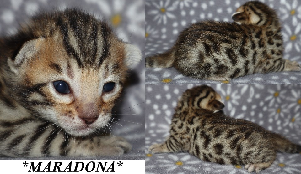 Maradona 2 Weeks