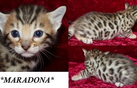 Maradona 3 Weeks