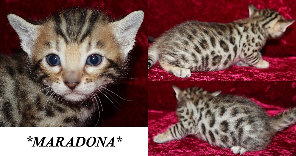 Maradona 3 Weeks