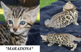 Maradona 6 Weeks