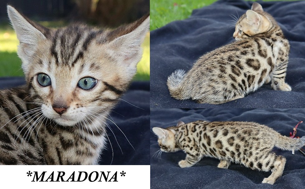 Maradona 6 Weeks