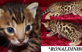 Ronaldinho 3 Weeks