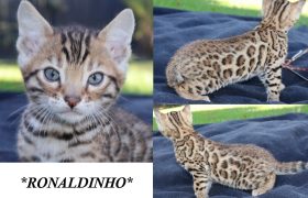 Ronaldinho 6 Weeks