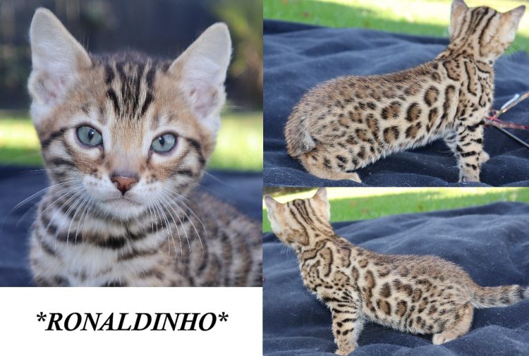 Ronaldinho 6 Weeks