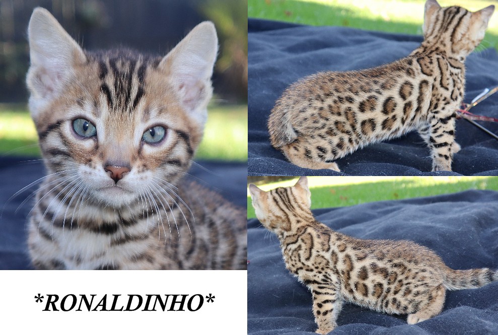 Ronaldinho 6 Weeks
