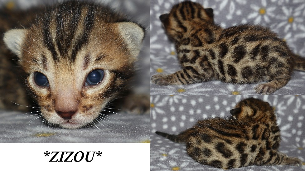 Zizou 2 Weeks