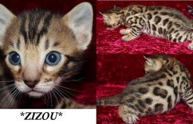 Zizou 3 Weeks