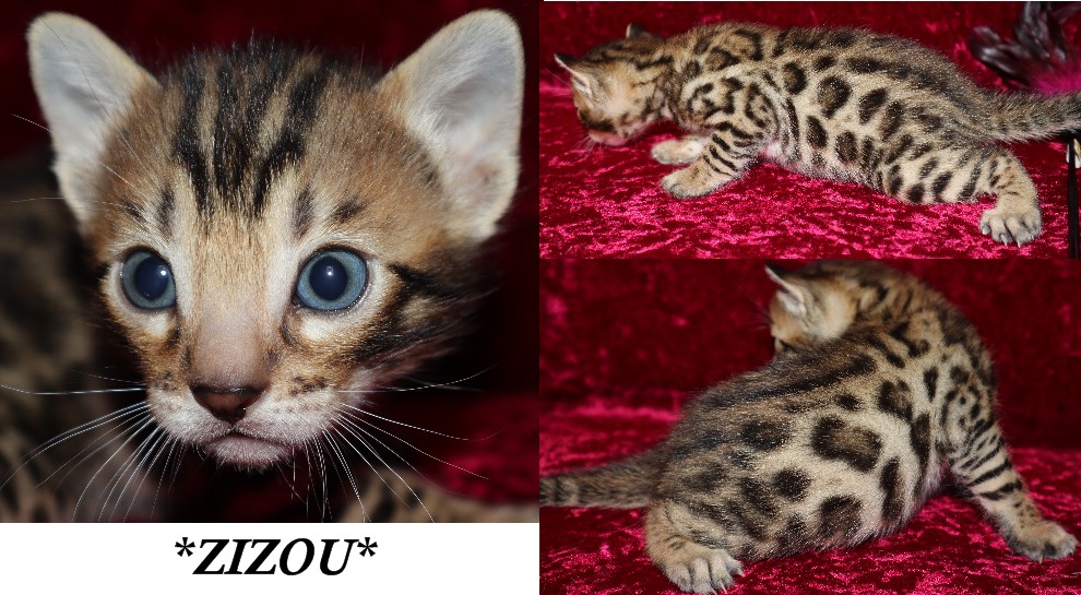 Zizou 3 Weeks
