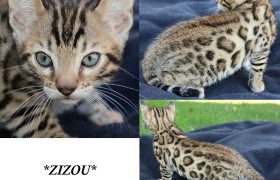 Zizou 6 Weeks