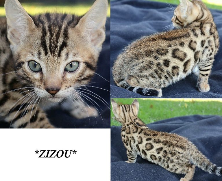 Zizou 6 Weeks