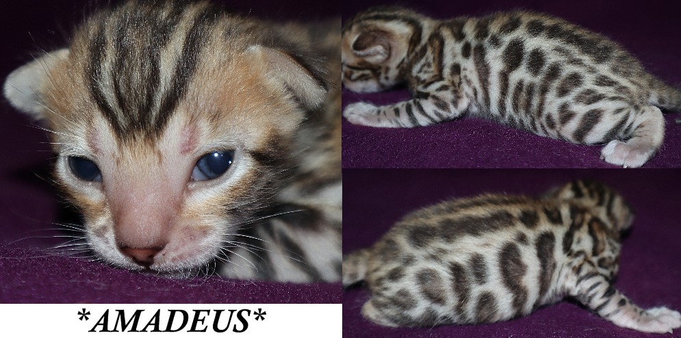 Amadeus 2 Weeks