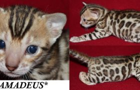Amadeus 3 Weeks