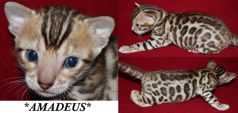 Amadeus 3 Weeks
