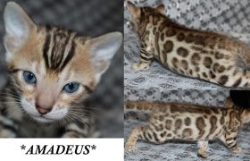 Amadeus 4 Weeks