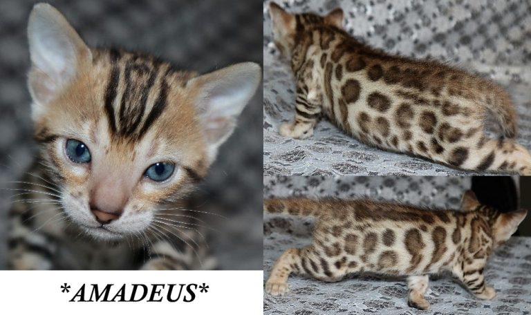 Amadeus 4 Weeks