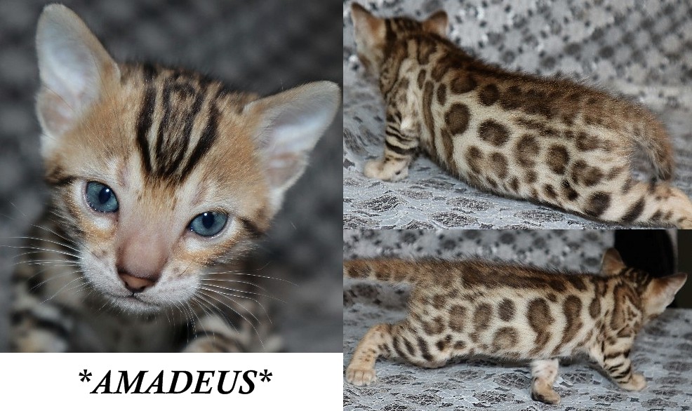 Amadeus 4 Weeks