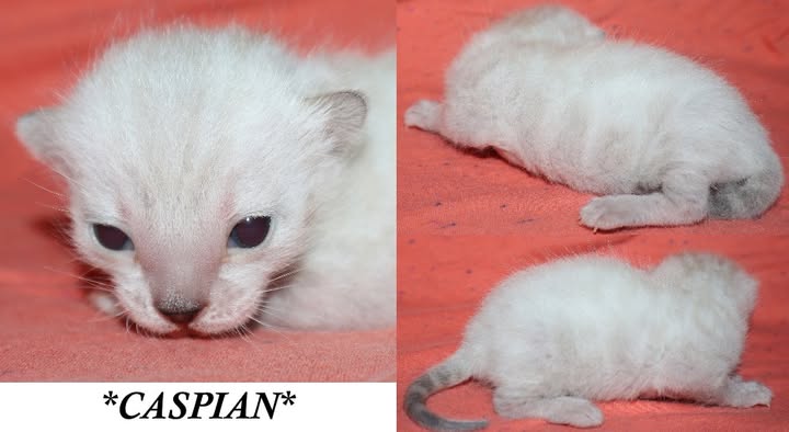 Caspian 2 Weeks