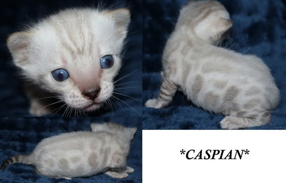 Caspian 3 Weeks