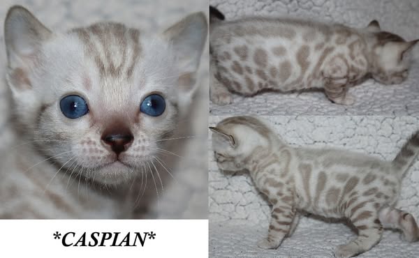 Caspian 4 Weeks