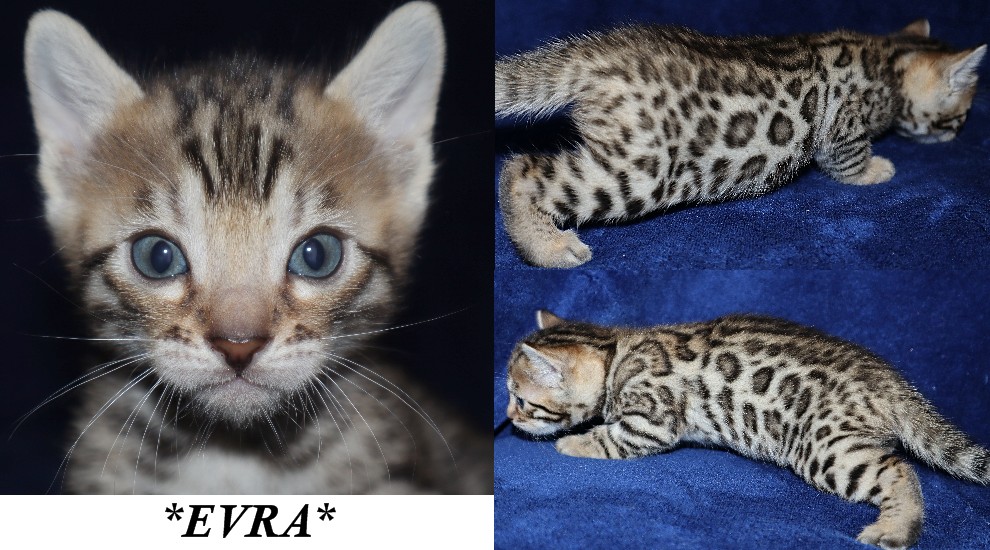 Evra 4 Weeks