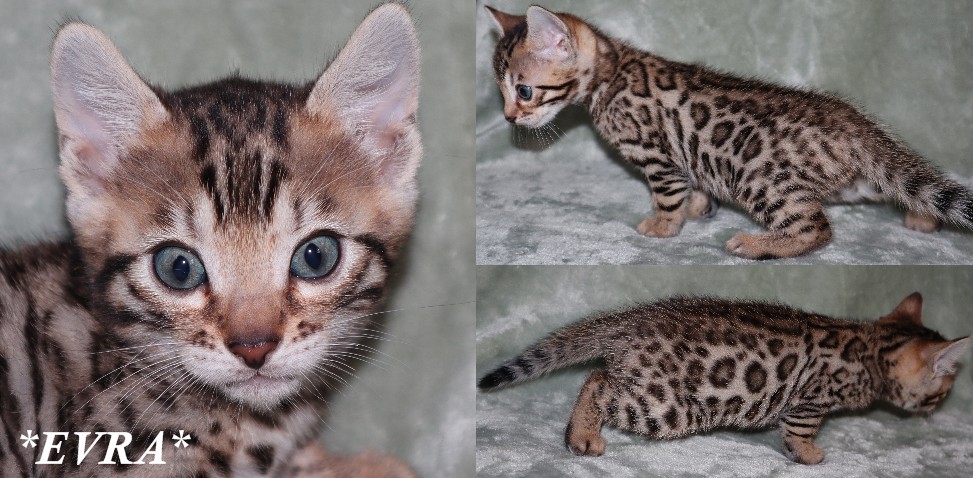 Evra 5 Weeks