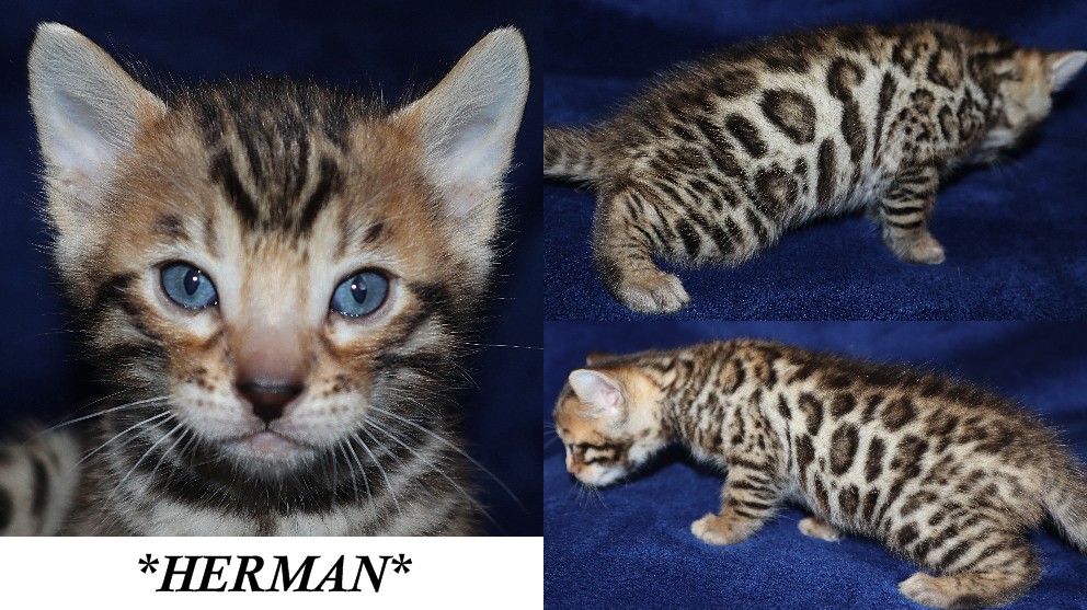 Herman 4 Weeks