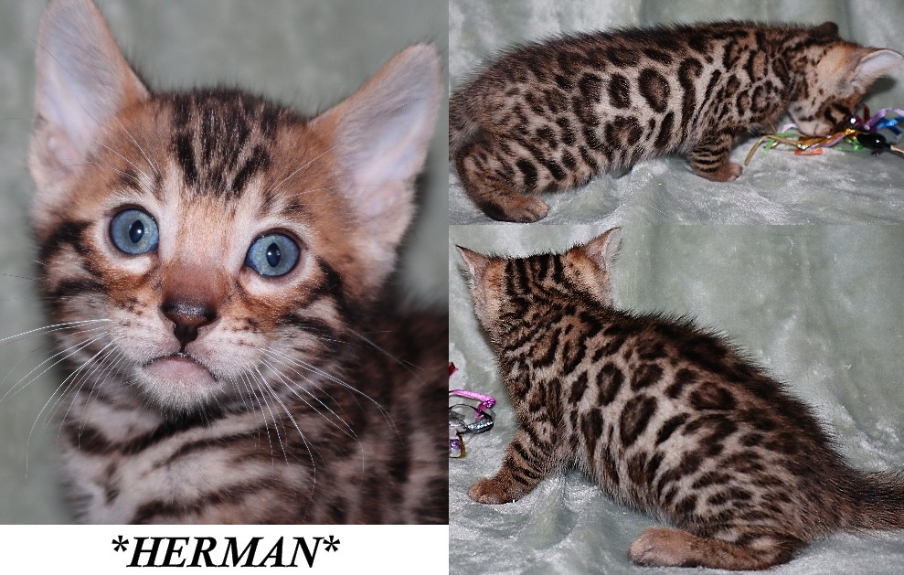 Herman 5 Weeks