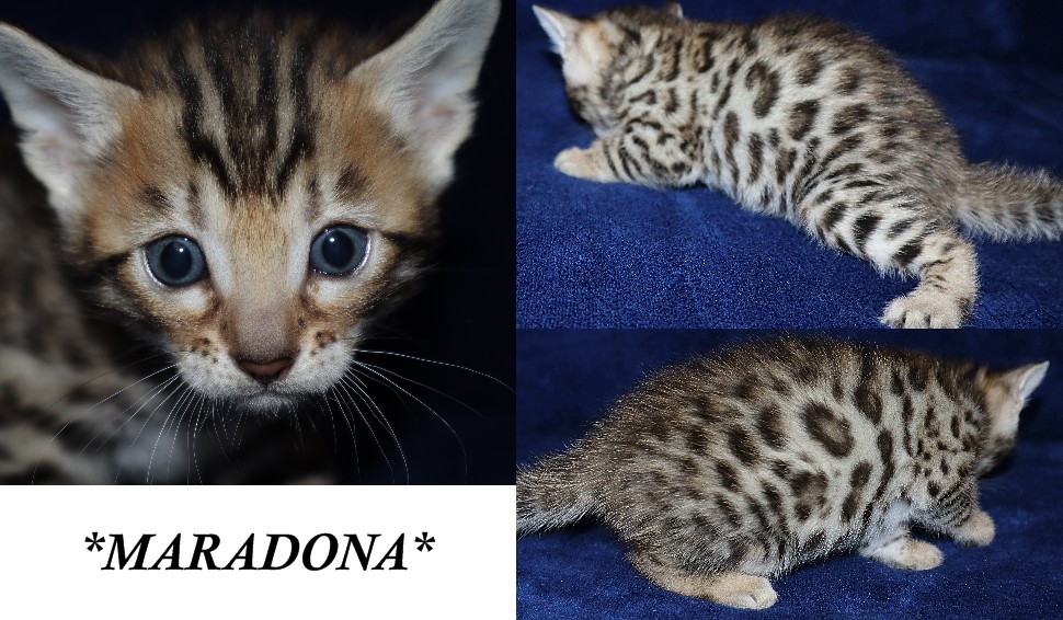 Maradona 4 Weeks